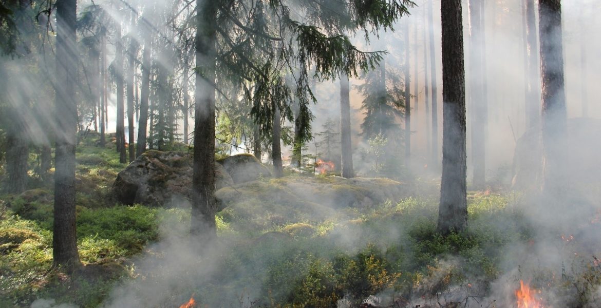 Benefits Of Prescribed Wildfire