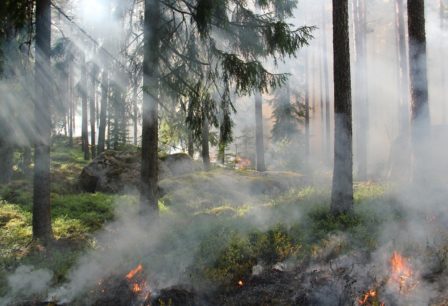 Benefits Of Prescribed Wildfire