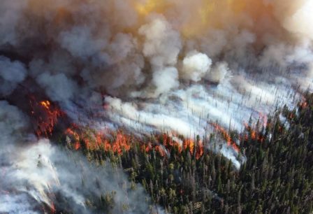 Herbicides and Wildfires