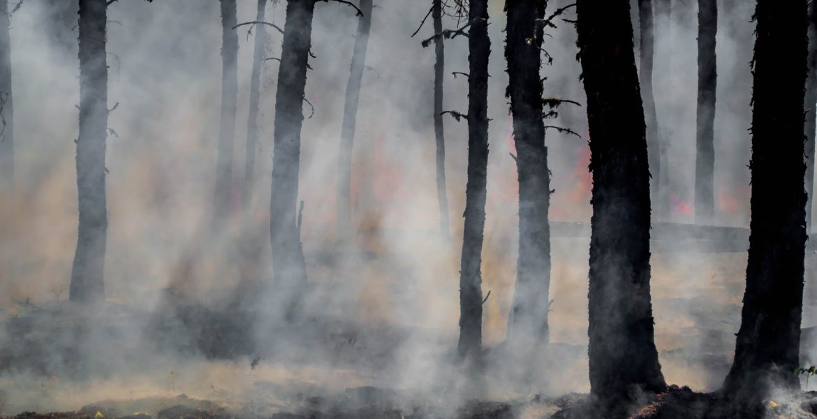 Silhouettes of trees with smoke rising from the ground.