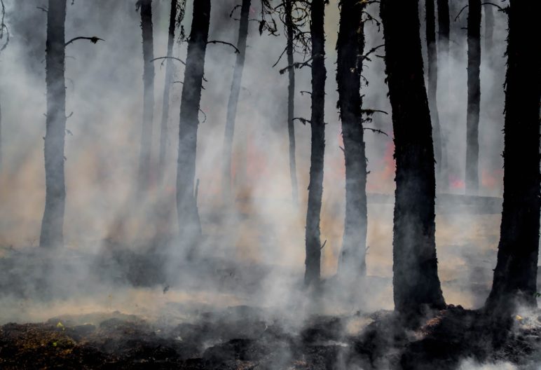 Silhouettes of trees with smoke rising from the ground.