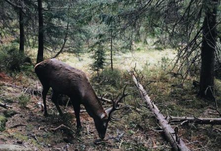 impact of wildfire on wildlife