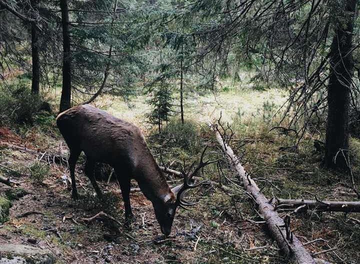 impact of wildfire on wildlife