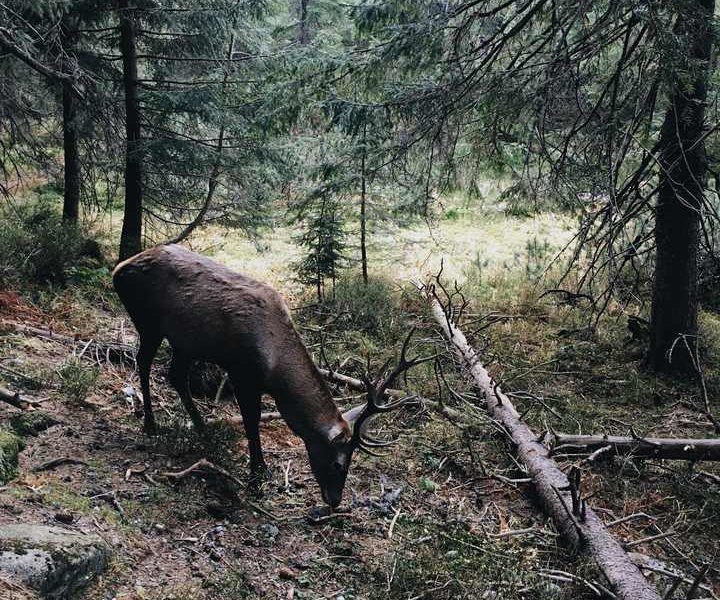 impact of wildfire on wildlife