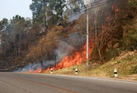 top human forest fire causes