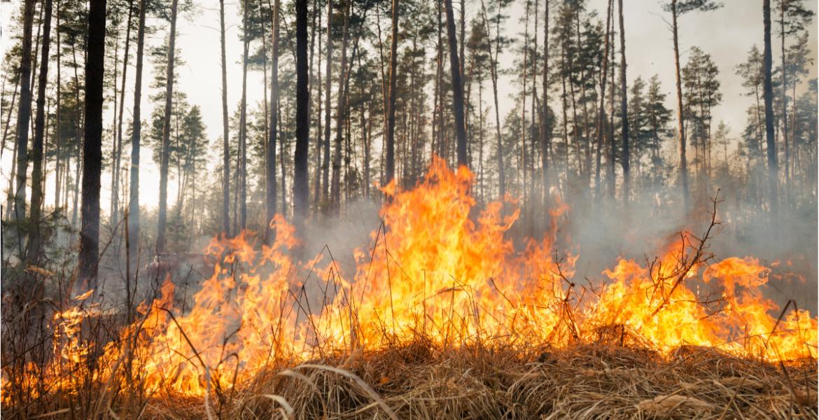 Wildfire burning dry grass and pine trees.