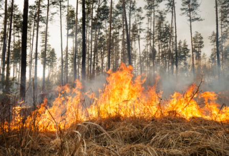 Wildfire burning dry grass and pine trees.