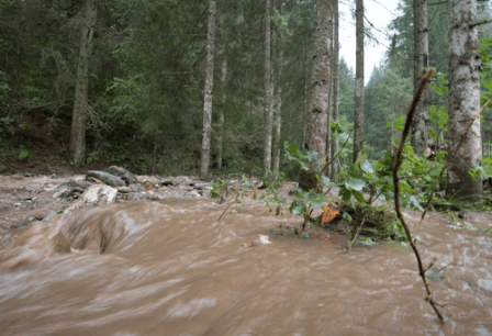 Flooding in a forest.