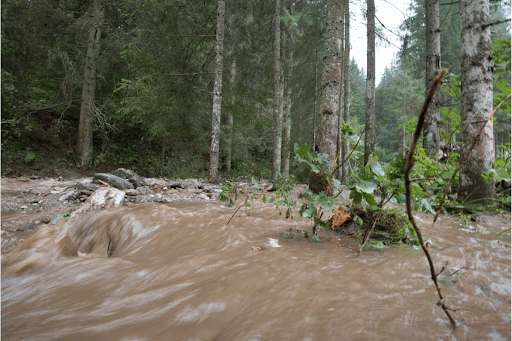 Flooding in a forest.