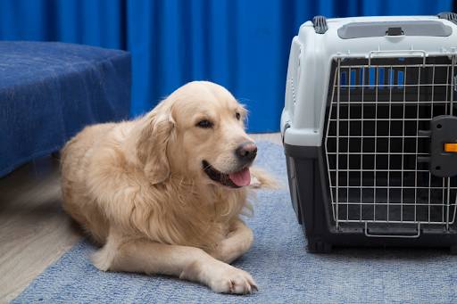 Large golden retriever sitting next to a dog crate.