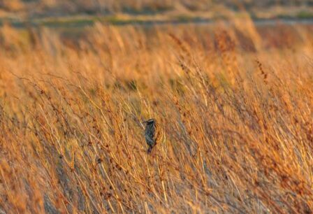 Bird perched amid dry vegetation.