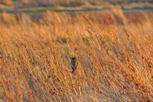 Bird perched amid dry vegetation.