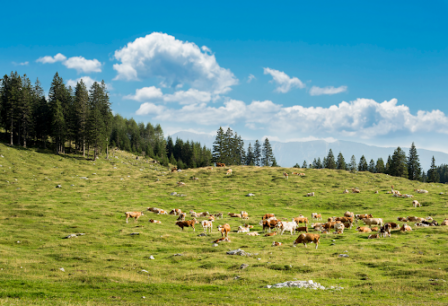 A herd of cattle grazing near a forested area