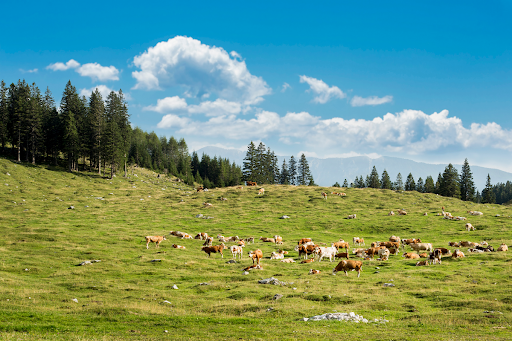 A herd of cattle grazing near a forested area