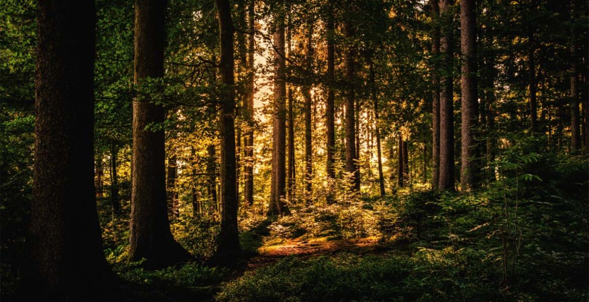 Green leaf trees on forest