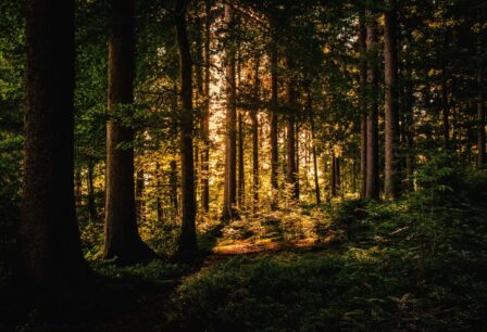 Green leaf trees on forest