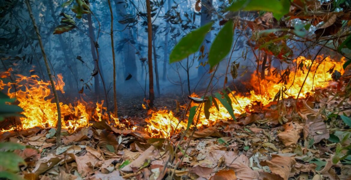 Wildfire burning leaves and vegetation