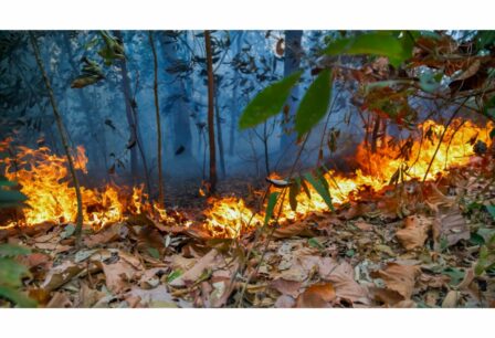 Wildfire burning leaves and vegetation