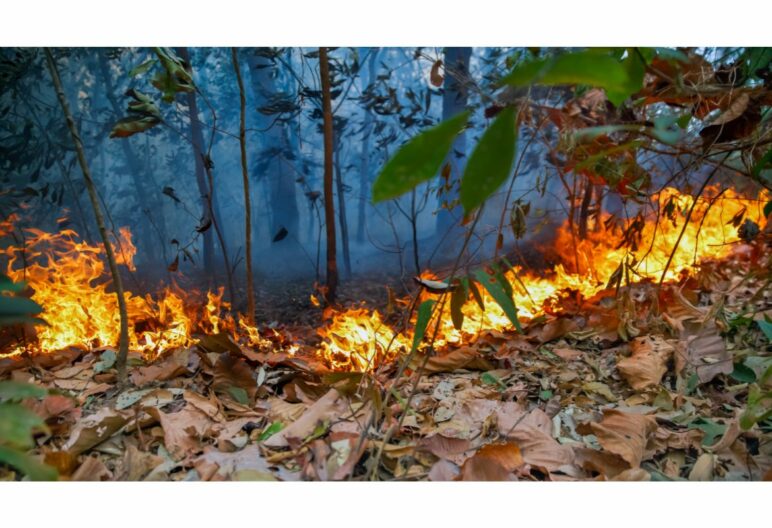 Wildfire burning leaves and vegetation
