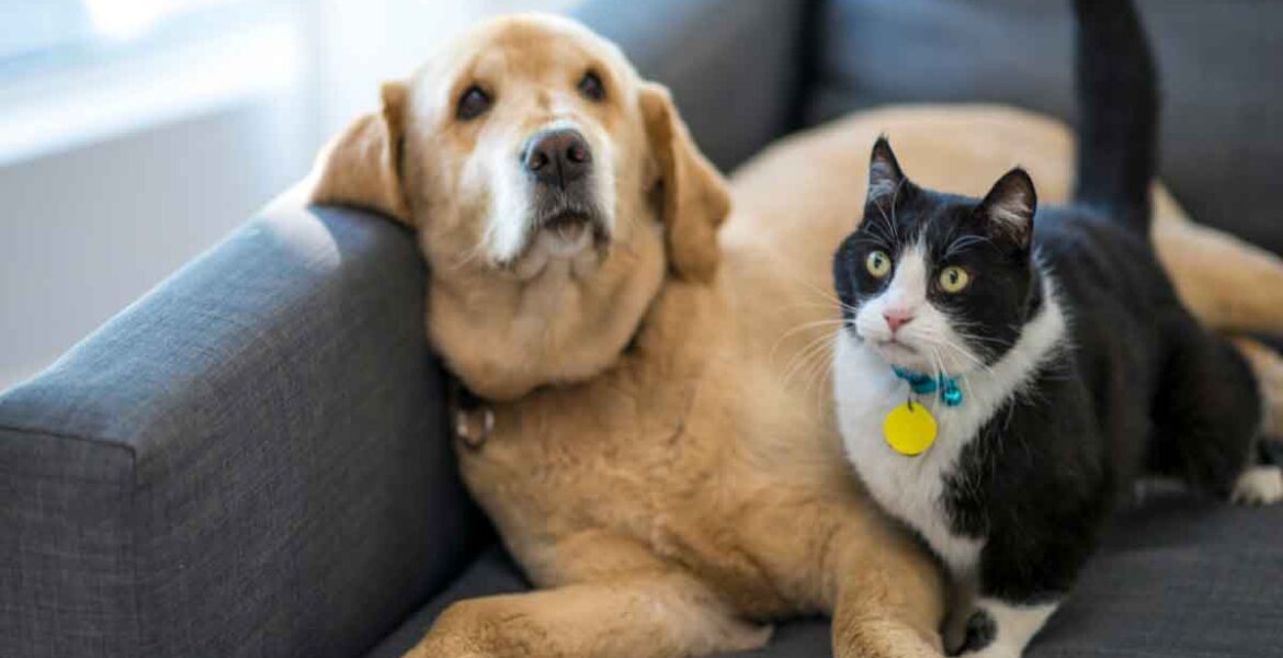 A cat and dog cuddled together on a couch