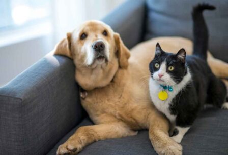 A cat and dog cuddled together on a couch
