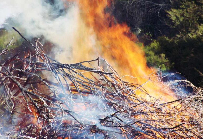 trees and sticks on fire as part of controlled burns.