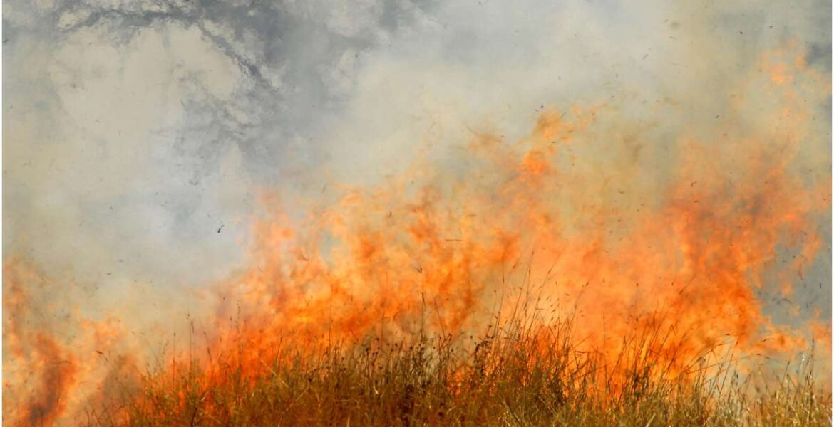 dry grass on fire