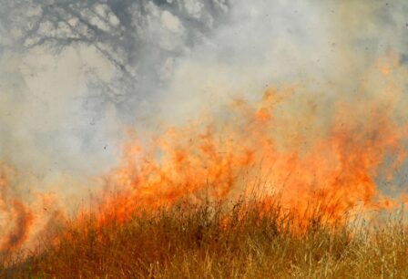 dry grass on fire