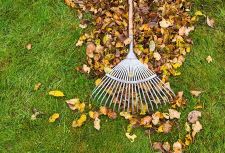 Raking leaves into a pile.