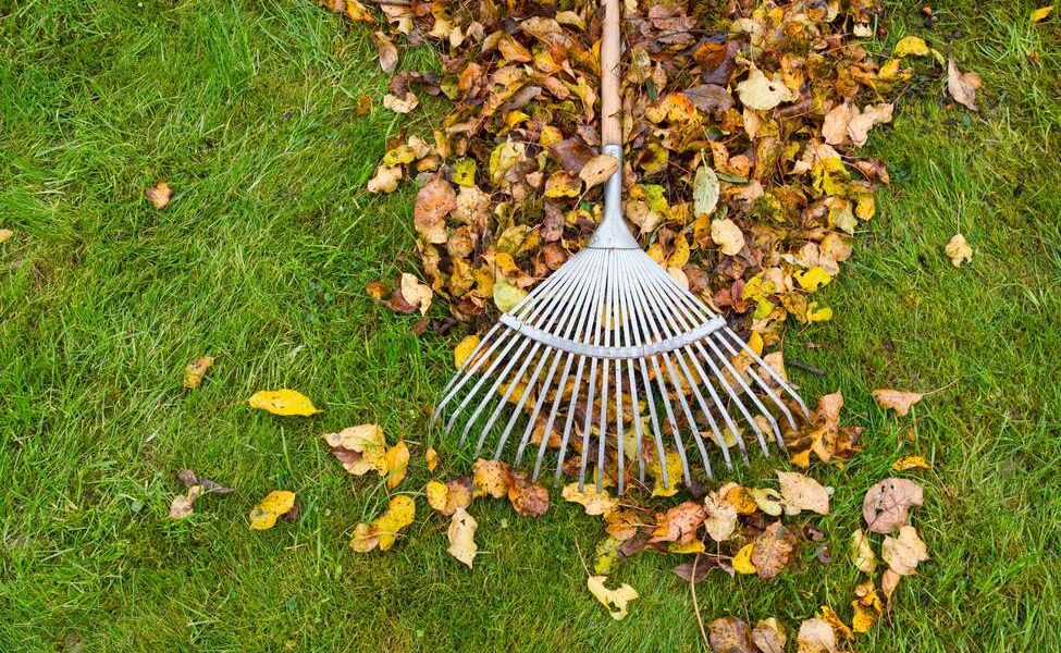 Raking leaves into a pile.