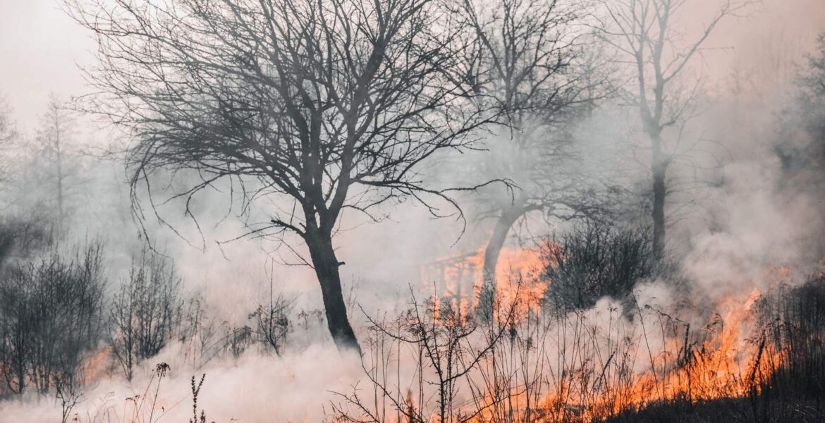 Wildfire in a forested area