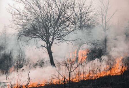 Wildfire in a forested area
