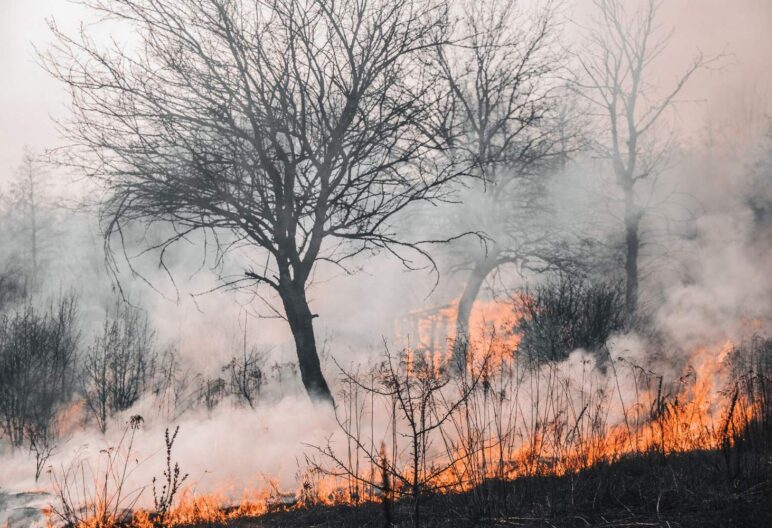 Wildfire in a forested area